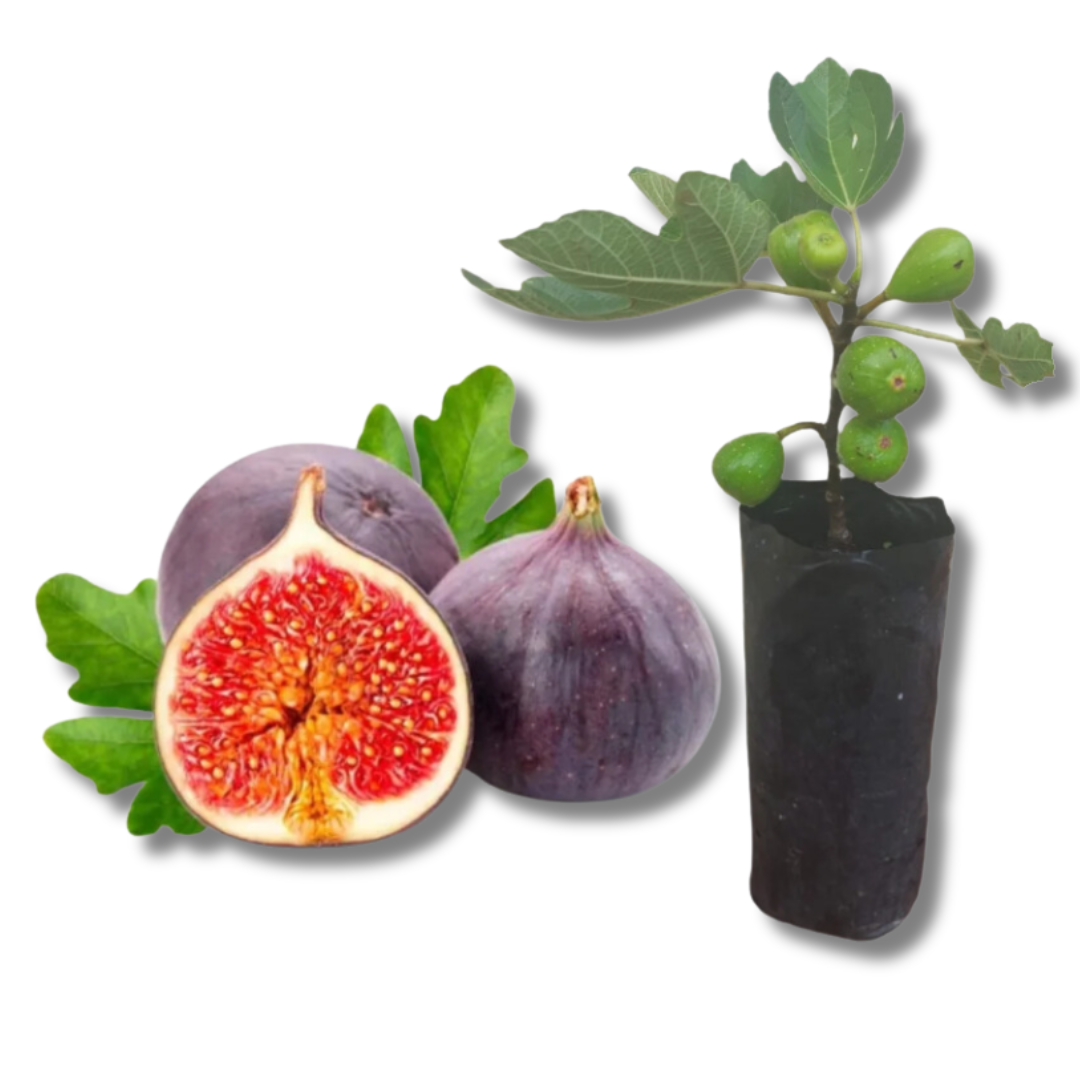 Muda Figo Roxo de Valinhos